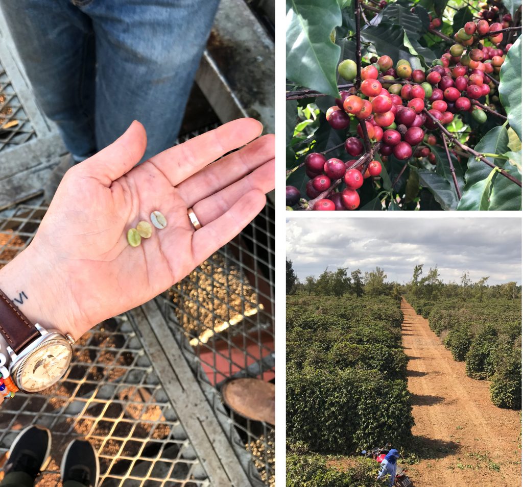 Fireside Coffee purchasing coffee beans from Daterra Farm, Brazil