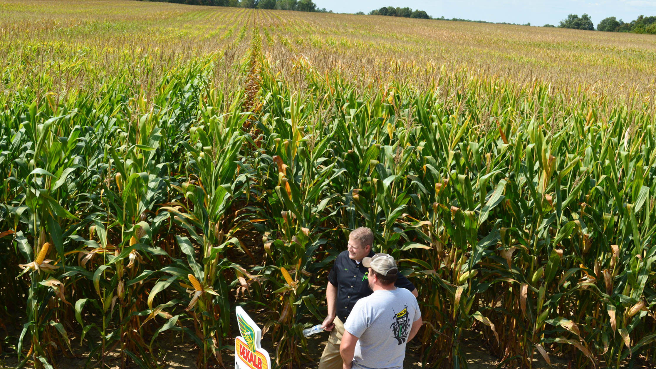 Hunt Farms cornfield, Genesee County, MI