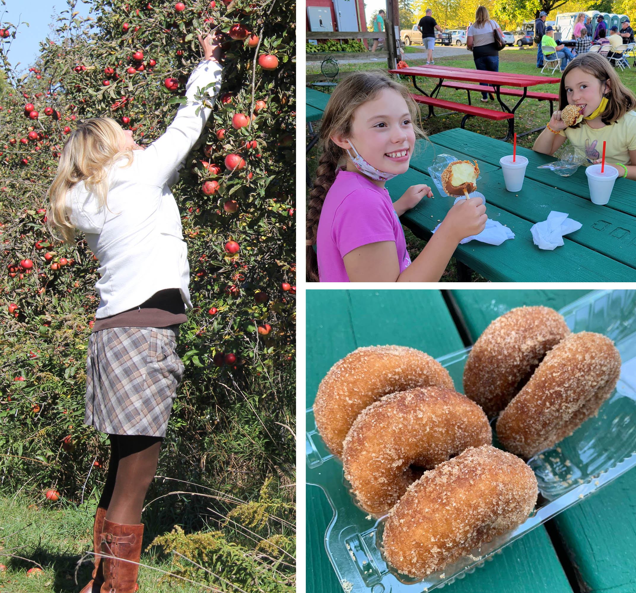 Customers pick apples and eat caramel apples at Porter's Orchard