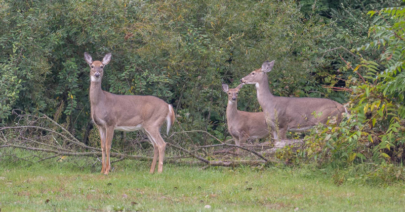 Deer graze along the Flint River.