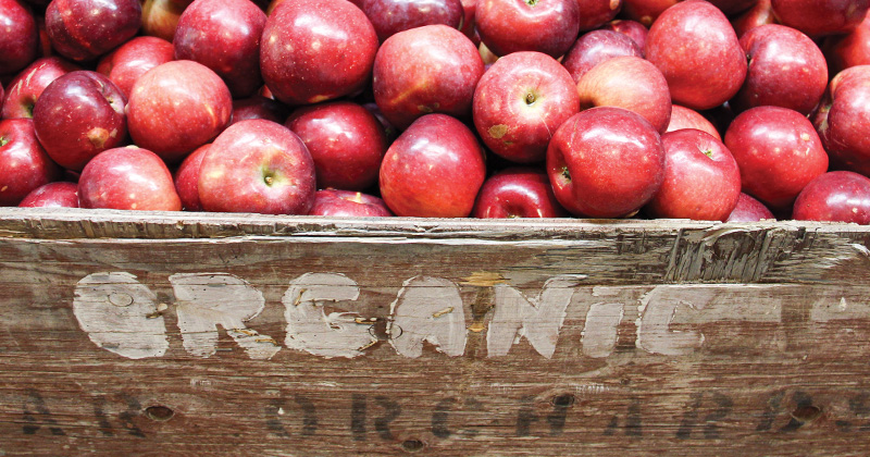 A wooden bin filled with apples with "organic Almar Orchards" written in paint on the outside.