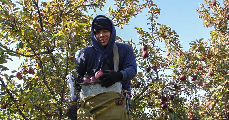 An employee of Almar Orchards with a large shoulder bag stands on a ladder in an apple tree to pick apples.